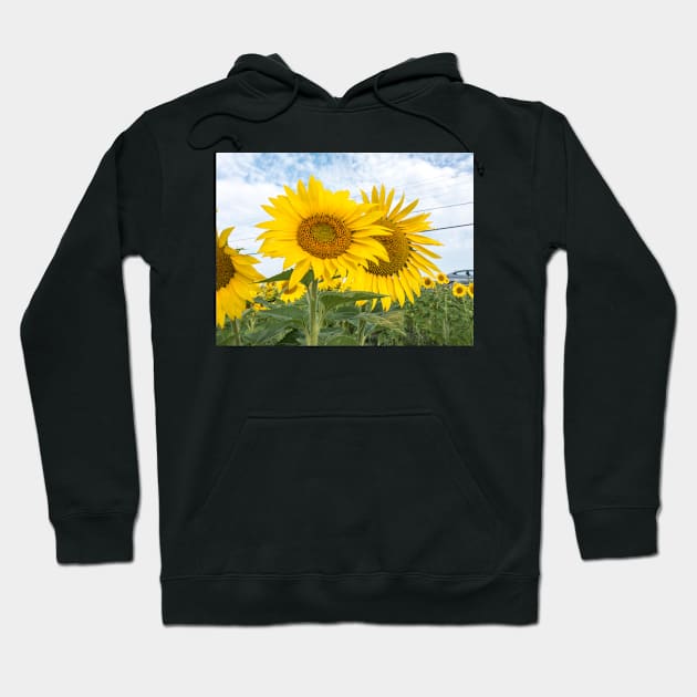 Field of yellow sunflowers Hoodie by josefpittner